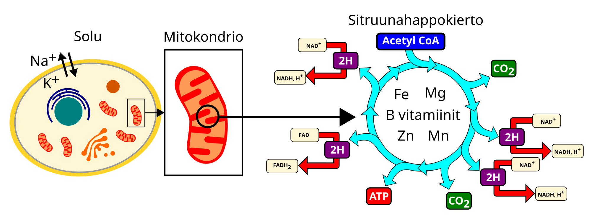 pid-huolta-mitokondrioistasi-dimensiolehti