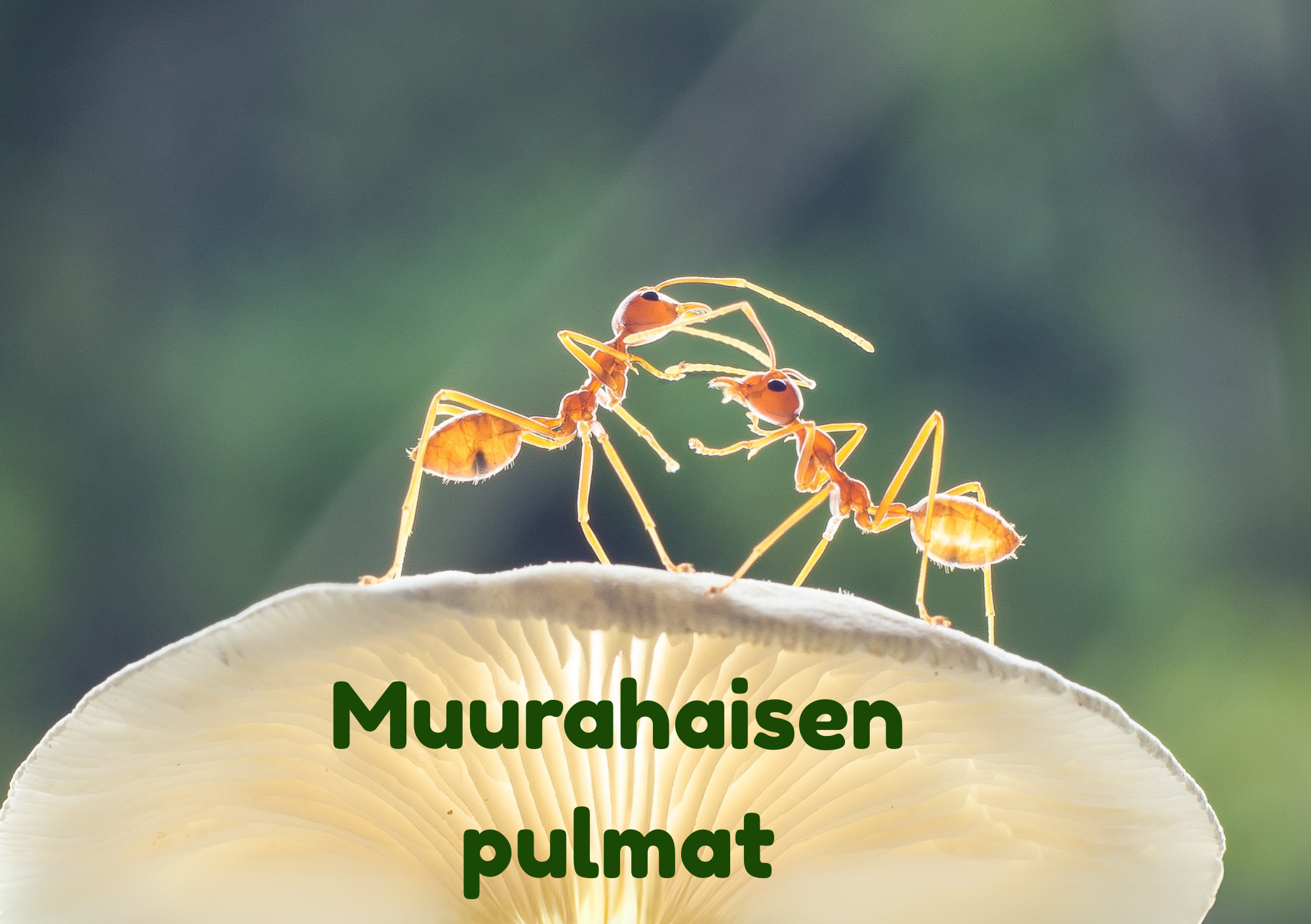 Toukokuun pulmat 2025: Muurahaisen pulmat