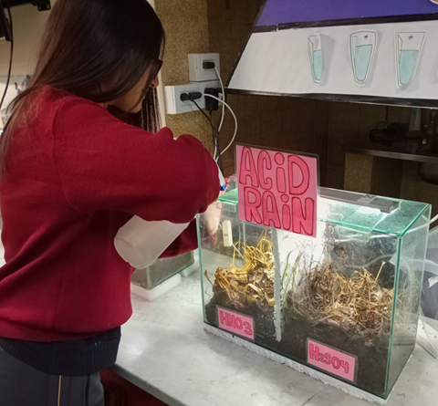 The Lesson That Wasn’t in the Lesson Plan: A Sprout, Acid Rain, and the Resilience of Life